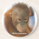 Recherche de faune dessous de verres Animaux
