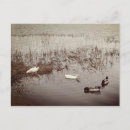 Recherche de de canard cartes postales Salutations