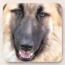 Recherche de german shepherd dog Gsd