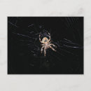 Zoek naar spiders briefkaarten Arachnid