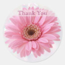 Recherche de gerberas autocollants Rose