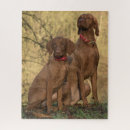 Zoek naar vizsla puzzels Jacht