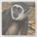 Recherche de singe dessous de verres Animal