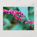 Recherche de rose de cartes postales Automne
