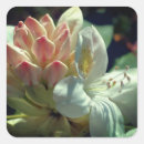 Recherche de azalée autocollants Fleur