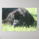 Recherche de akc posters Chien