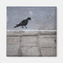 Recherche de pigeon magnete Photographie