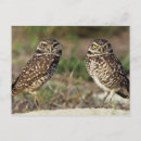 Recherche de île sanibel cartes postales Usa