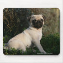 Recherche de balais tapis souris 12 semaines