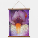 Recherche de iris barbu Violet