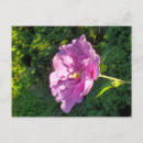 Recherche de hibiscus cartes postales Été