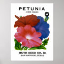 Recherche de pétunia posters Jardin