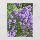 Zoek naar lavendel briefkaarten Lavender