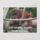Recherche de singe photographie Zoo