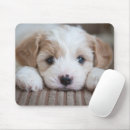 Recherche de bébés animaux tapis souris Animal de bébé mignon