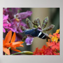 Zoek naar tropische vlinder posters Floreel