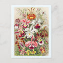 Recherche de orchidée sauvage cartes postales Botanique