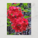 Recherche de fleur rouge cartes postales Nature