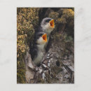 Recherche de arbres cartes postales Oiseau