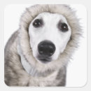 Recherche de la température autocollants Plan rapproché