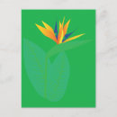 Recherche de oiseau de fleur de paradis cartes postales Floral