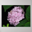 Recherche de hortensias posters Floral