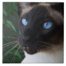 Recherche de yeux carreaux Chat siamois