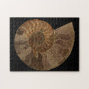 Recherche de fossile puzzles Ammonite