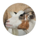 Recherche de chèvre planches à découper Élevage