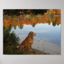 Recherche de race de chien posters Golden retriever