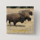 Recherche de yellowstone badges Bison