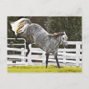 Zoek naar paard afbeelding briefkaarten Boerderij