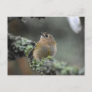 Recherche de crête cartes postales Oiseaux