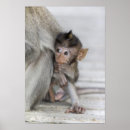 Recherche de singe bébé posters Vertical