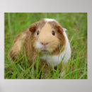 Recherche de cobaye posters Mignon