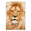 Recherche de lion animaux articles Zoo