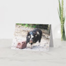 Zoek naar varkensvlees kaarten Boerderij