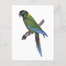 Zoek naar natuur schilderen briefkaarten Vogel