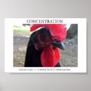 Recherche de poule de coq posters Animaux