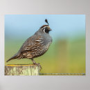 Recherche de cailles posters Nature