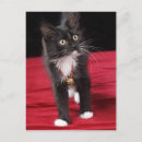 Recherche de chaton blanc cartes postales Noir et blanc