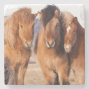 Recherche de cheval islandais dessous de verres Froid