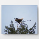 Recherche de chauve plaques Faune