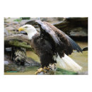 Recherche de aigle etats unis posters L'amérique