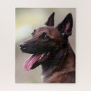 Recherche de malinois puzzles Chien