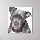 Recherche de american staffordshire art Bull