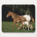 Recherche de poulain électronique Appaloosa