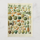 Recherche de illustration de fruit cartes postales Vintage