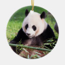 Recherche de zoo ornements Neige