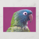 Recherche de parrot cartes postales Conure